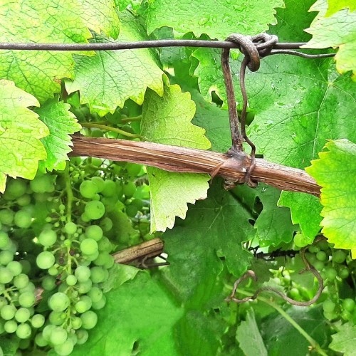 Productes Agro-Esteve per emperrar la vinya.